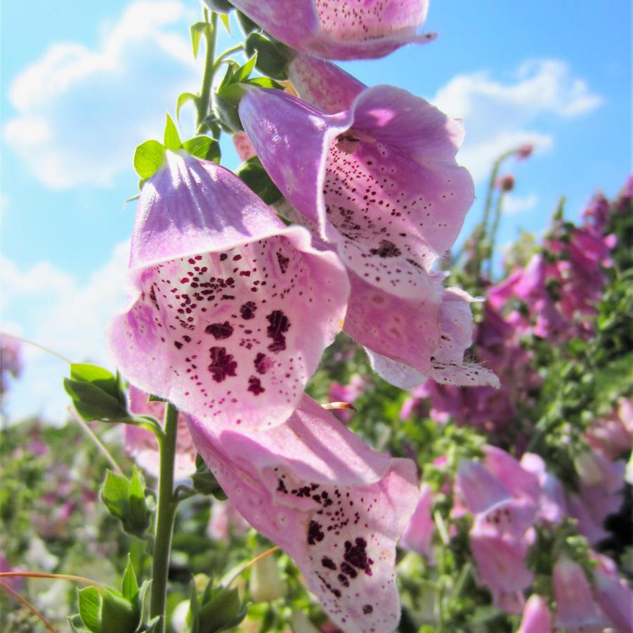 Digitalis pur. 'Foxy' Foxglove from Babikow Wholesale Nursery