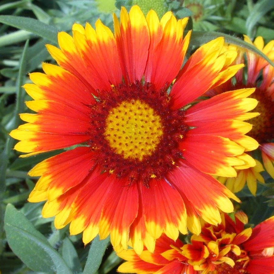 Gaillardia 'Arizona Sun' Blanket Flower from Babikow Wholesale Nursery