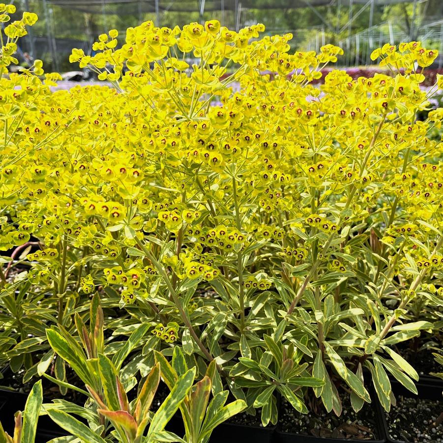 Euphorbia 'Ascot Rainbow' Wood Spurge from Babikow Wholesale Nursery