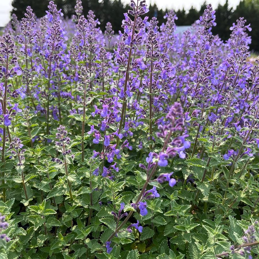 Nepeta faa. 'Junior Walker' Catmint from Babikow Wholesale Nursery