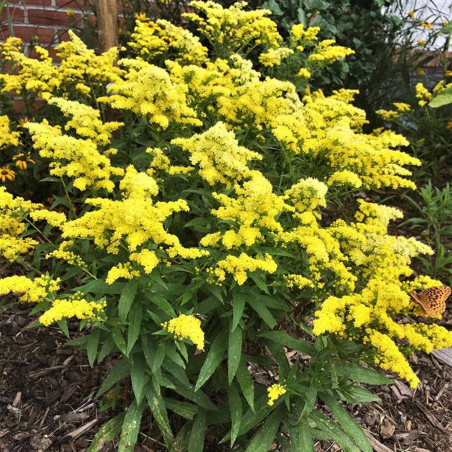 Solidago 'Little Lemon' Goldenrod from Babikow Wholesale Nursery