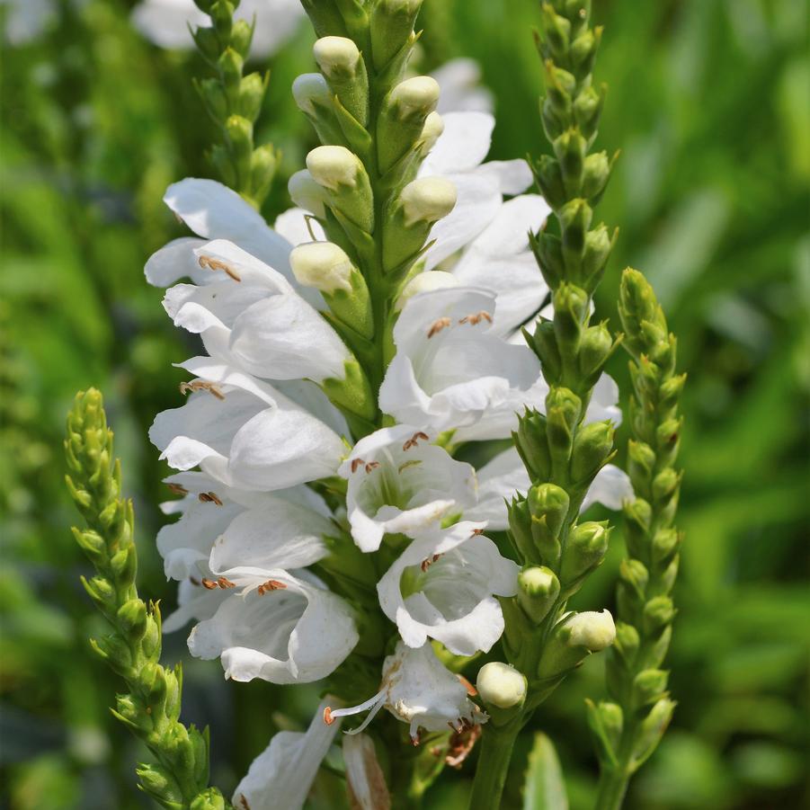Physostegia 'Miss Manners' Obedient Plant from Babikow Wholesale Nursery