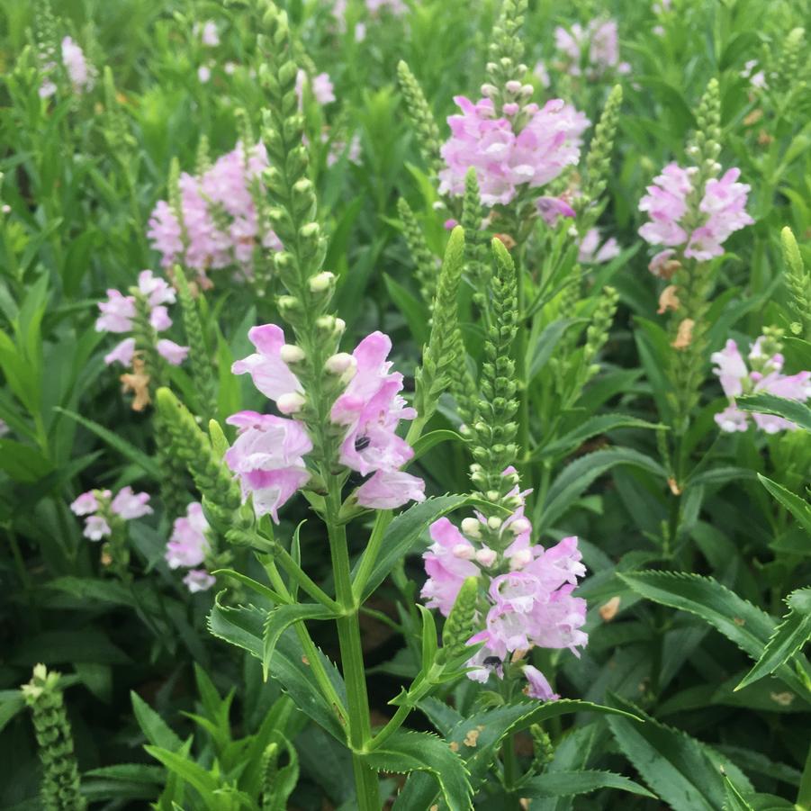 Physostegia 'Pink Manners' Obedient Plant from Babikow Wholesale Nursery