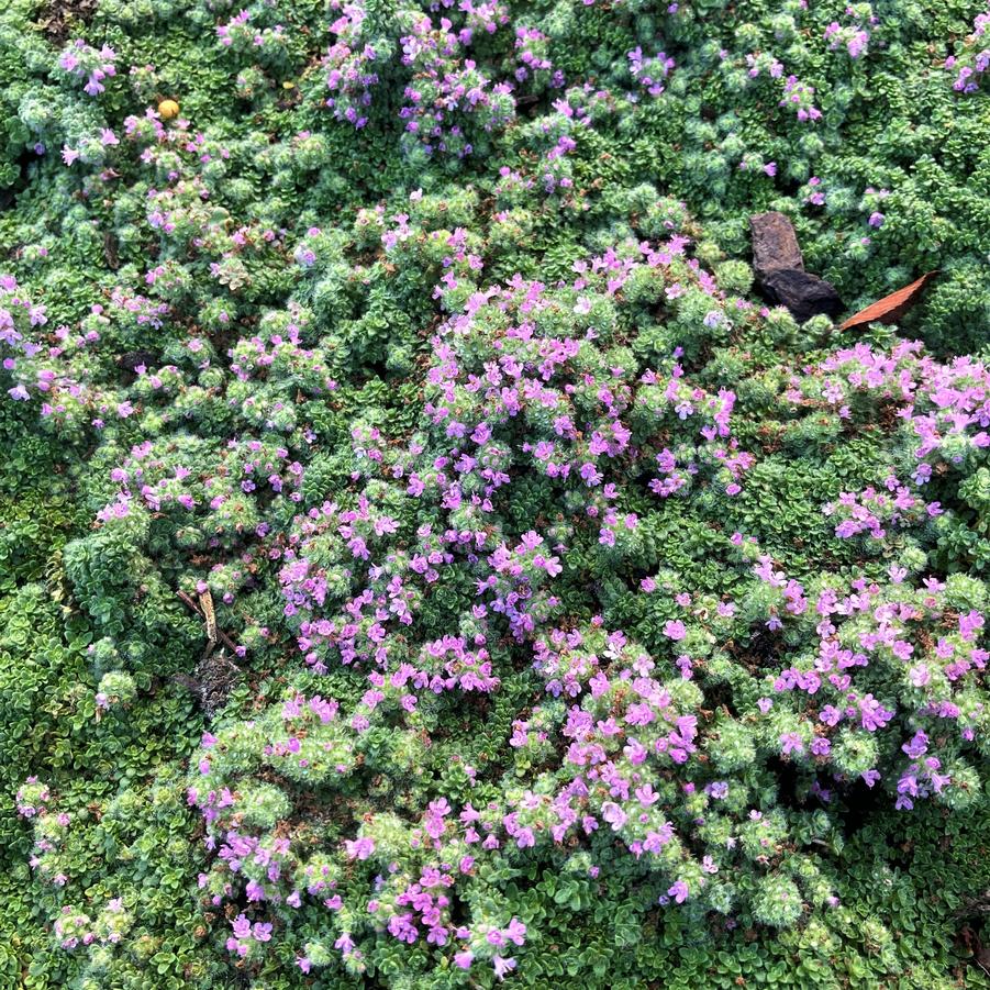 Thymus ser. 'Minus' Creeping Thyme from Babikow Wholesale Nursery