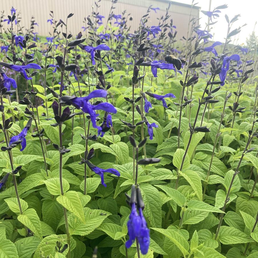 Salvia gua. 'Black and Blue' Brazillian Blue Sage from Babikow