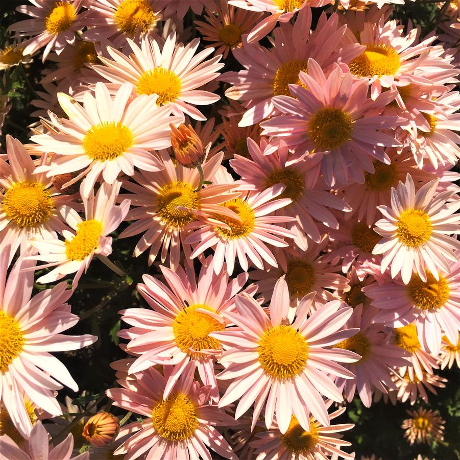 Dendranthema 'Sheffield Pink' Chrysanthemum from Babikow Wholesale Nursery