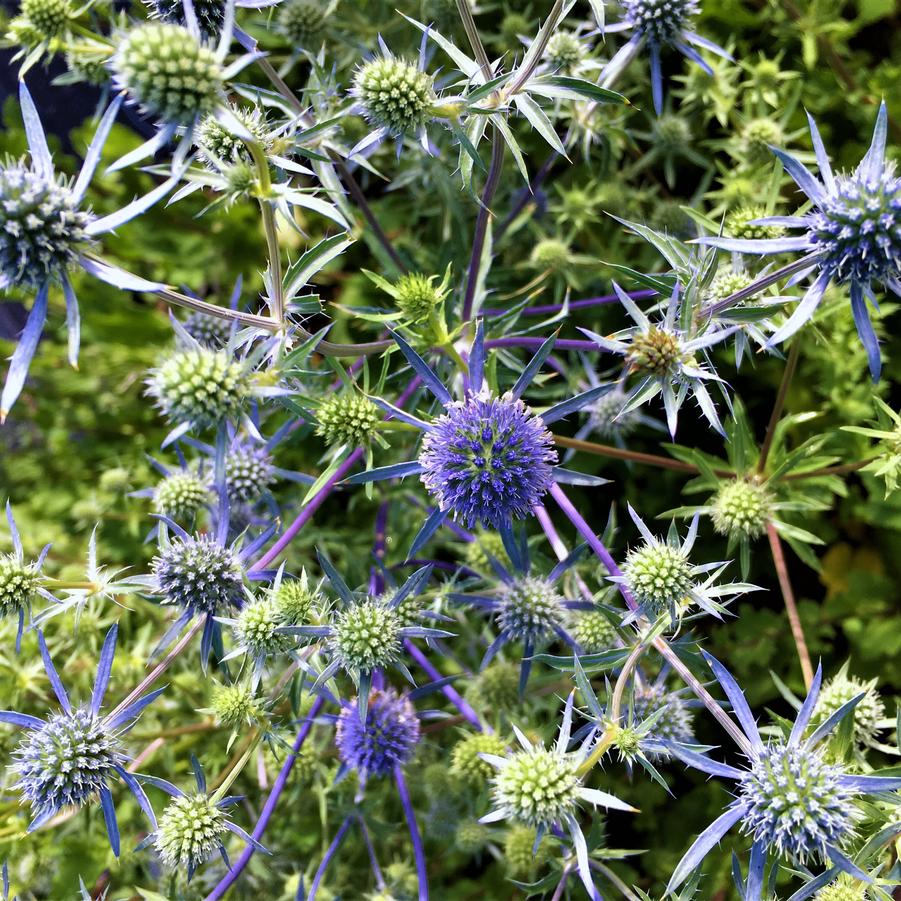 Eryngium 'Blue Cap' Sea Holly from Babikow Wholesale Nursery