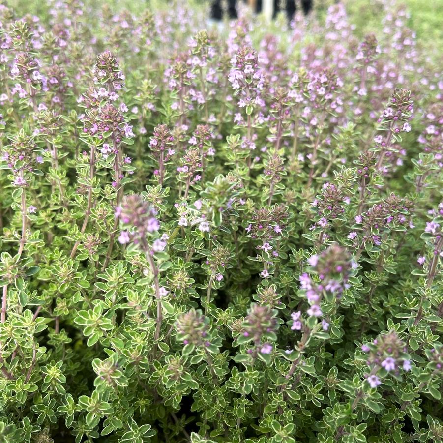 Thymus vul. 'Silver Posie' Silver Thyme from Babikow Wholesale Nursery