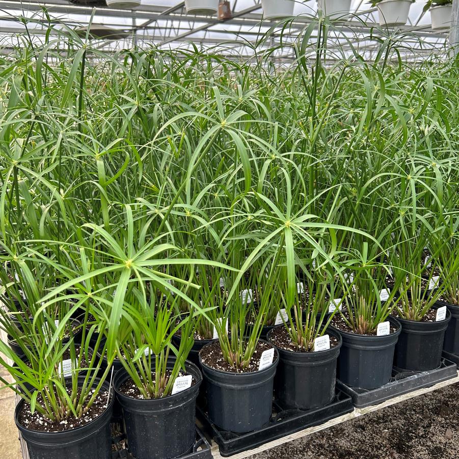 Cyperus alternifolius Umbrella Plant from Babikow Wholesale Nursery
