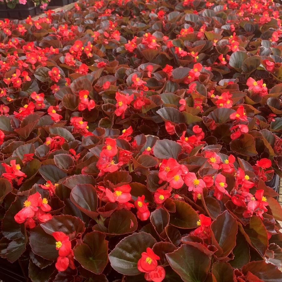 Begonia Cocktail 'Vodka' Begonia from Babikow Wholesale Nursery