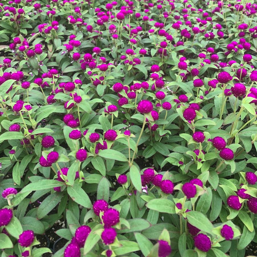 Gomphrena 'Purple' Globe Amaranth from Babikow Wholesale Nursery