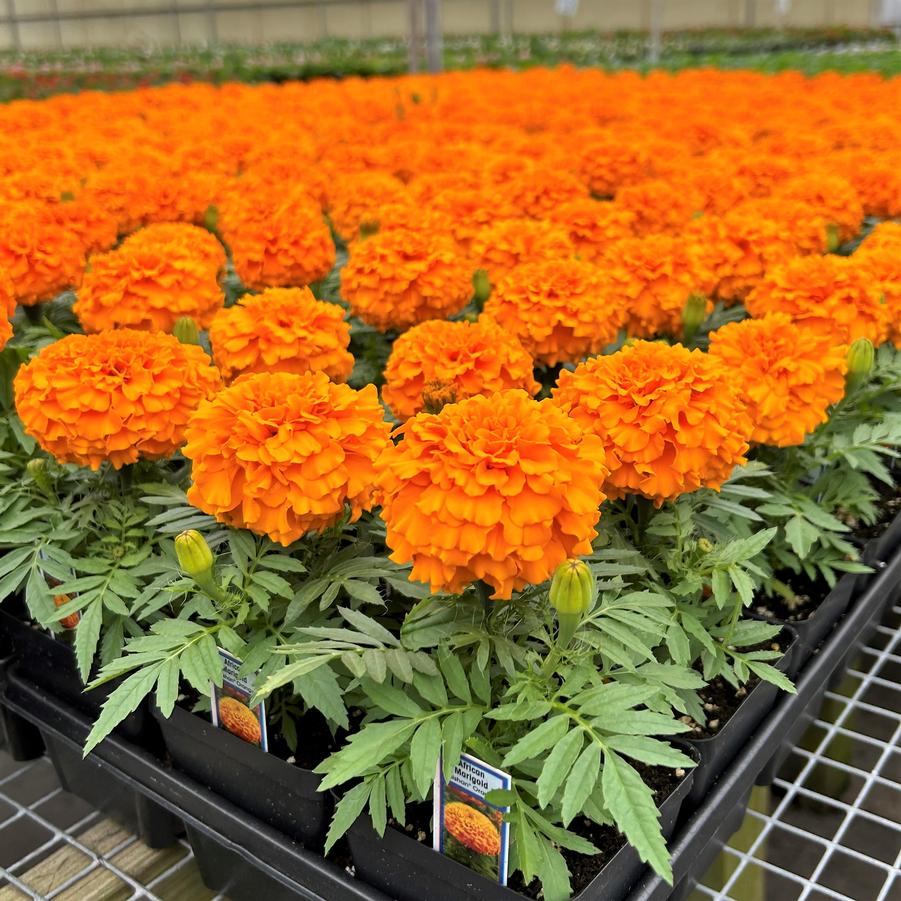 Marigold Taishan 'Orange' from Babikow Wholesale Nursery
