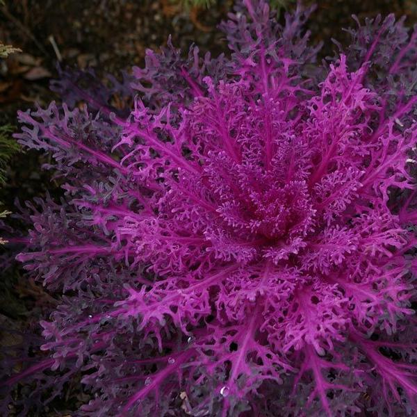 Kale Peacock 'Red' Ornamental Kale from Babikow Wholesale Nursery