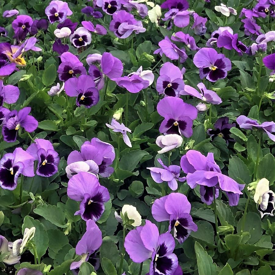 Pansy Matrix 'Ocean' from Babikow