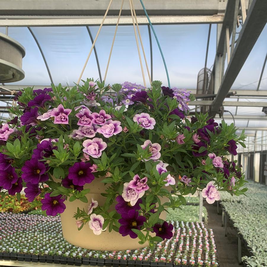 Mixed Annuals Hanging Basket Assorted Combinations from Babikow