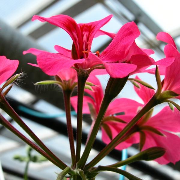 Ivy Geranium Hanging Basket Assorted Colors from Babikow Wholesale Nursery