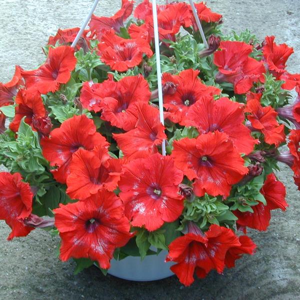 Petunia Hanging Basket from Babikow Wholesale Nursery