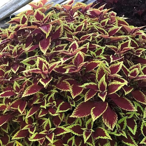 Coleus 'Defiance' from Babikow Wholesale Nursery
