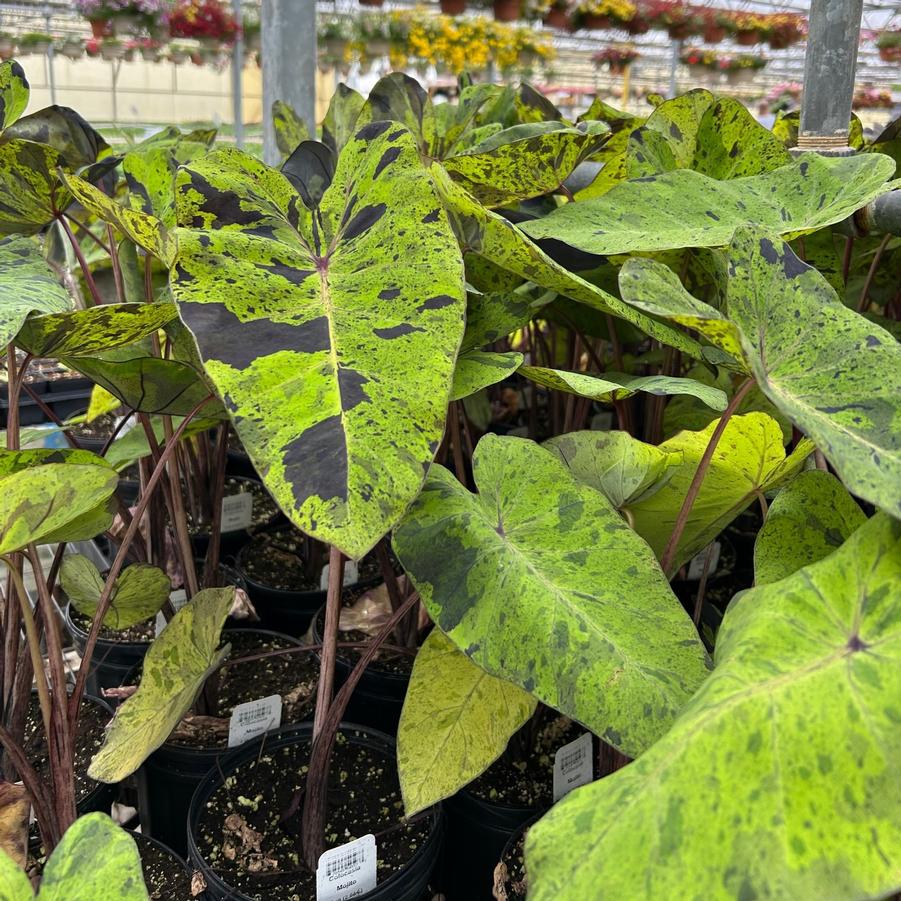 Colocasia 'Mojito' Elephant Ears from Babikow Wholesale Nursery