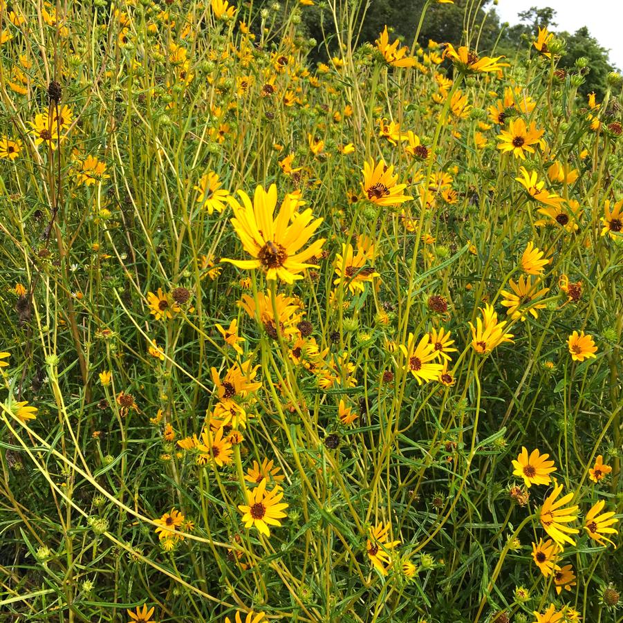 Helianthus angustifolius Swamp Sunflower from Babikow Wholesale Nursery