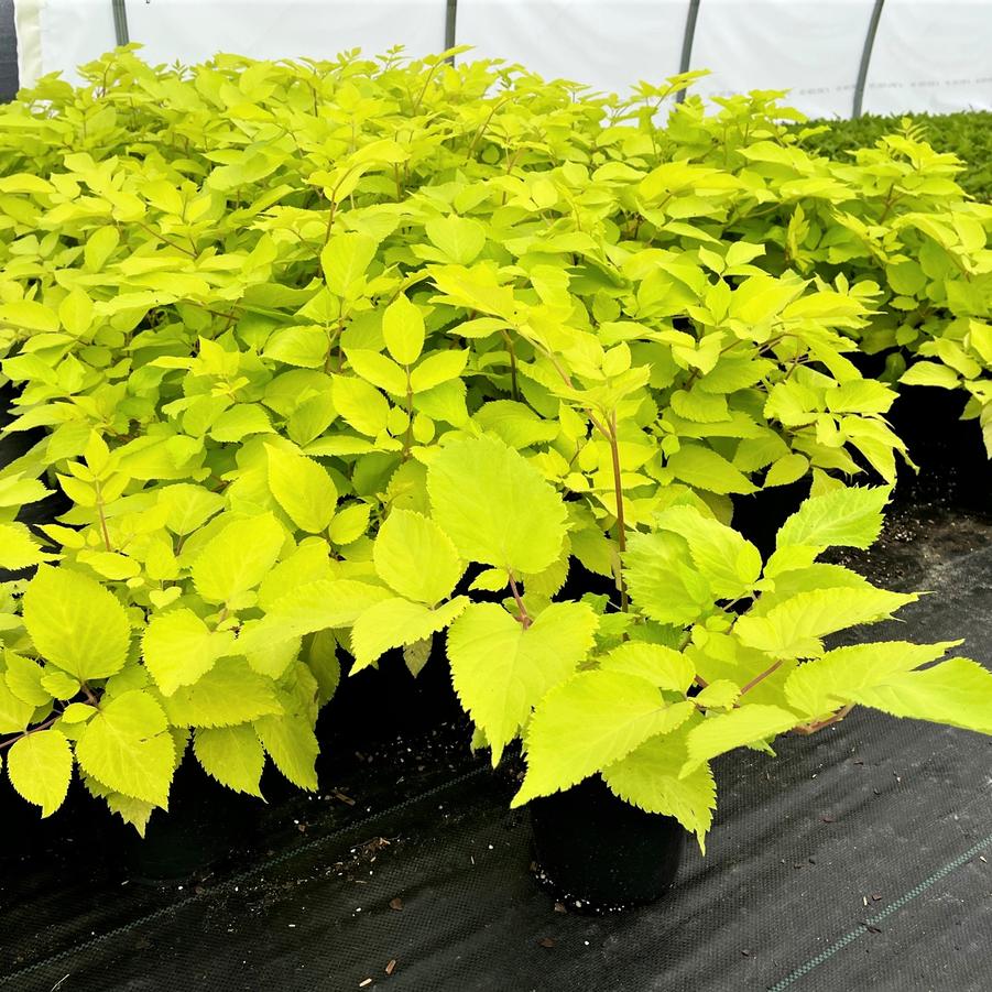 Aralia cordata 'Sun King' from Babikow Wholesale Nursery