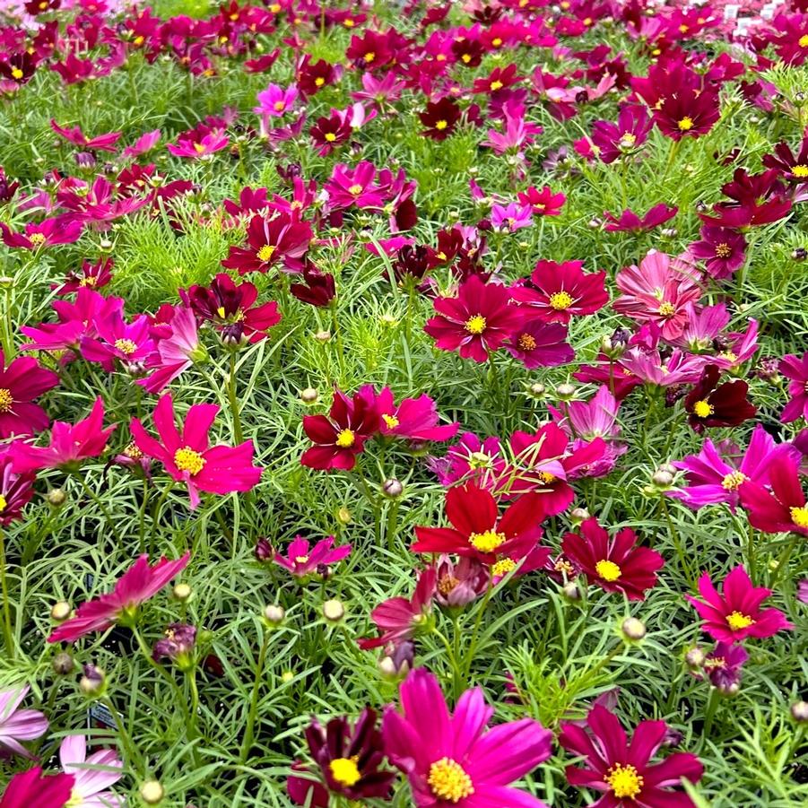 Cosmos Sonata Group 'Purple Shades' from Babikow Wholesale Nursery