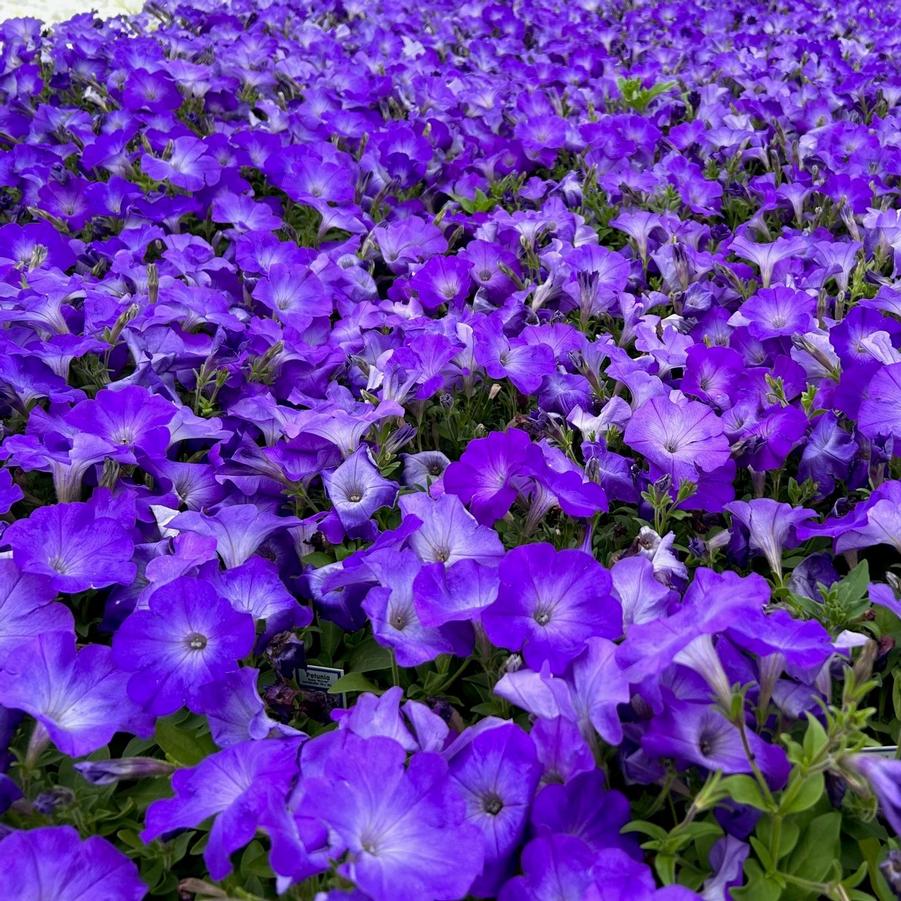 Petunia Easy Wave 'Lavender Sky Blue' from Babikow Wholesale Nursery