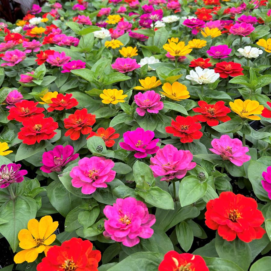 Zinnia Zesty 'Mix' from Babikow Wholesale Nursery