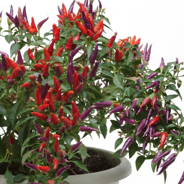Capsicum annuum 'Sangria' Ornamental Pepper from Babikow Wholesale Nursery