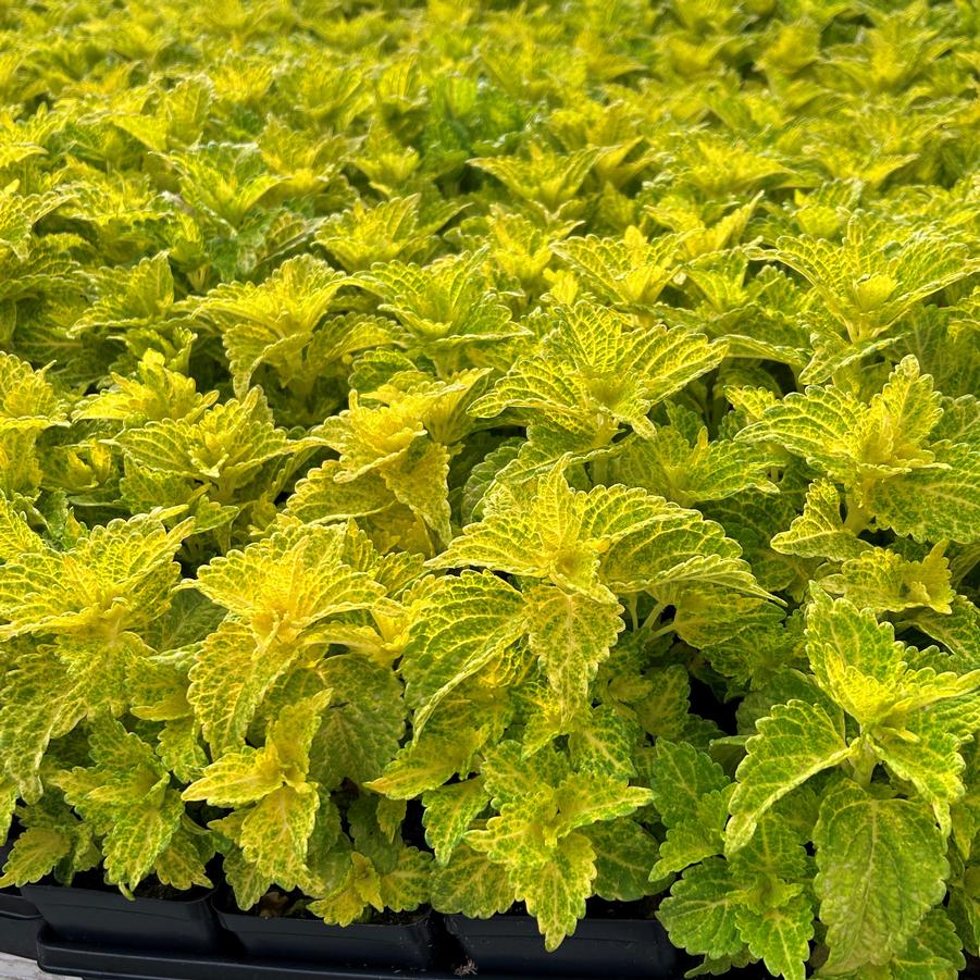Coleus 'Electric Lime' from Babikow Wholesale Nursery