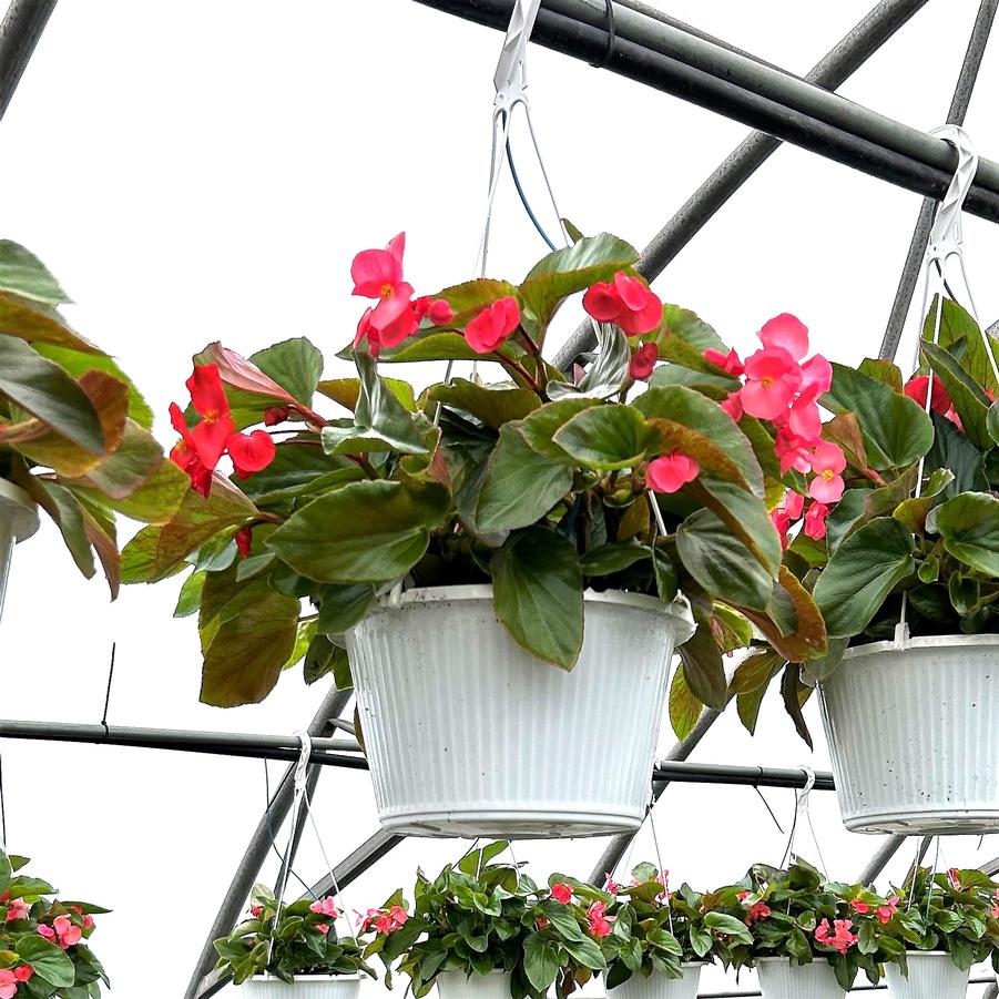 Begonia Dragon Wing 'Pink' Hanging Basket from Babikow Wholesale Nursery
