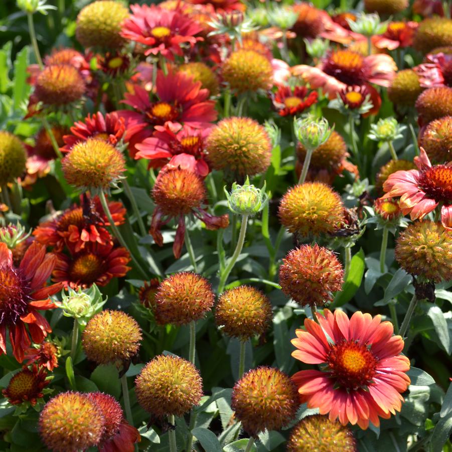 Gaillardia 'Arizona Red Shades' Blanket Flower from Babikow Wholesale