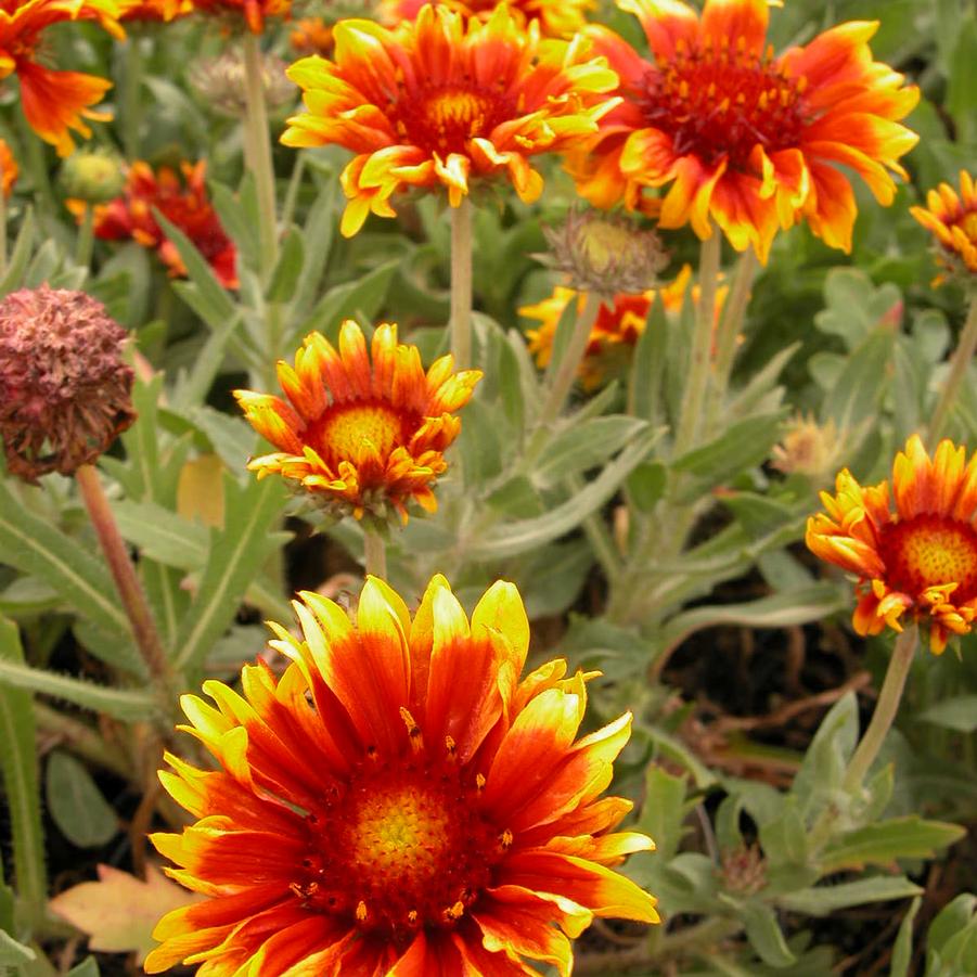 Gaillardia 'Arizona Sun' Blanket Flower from Babikow Wholesale Nursery