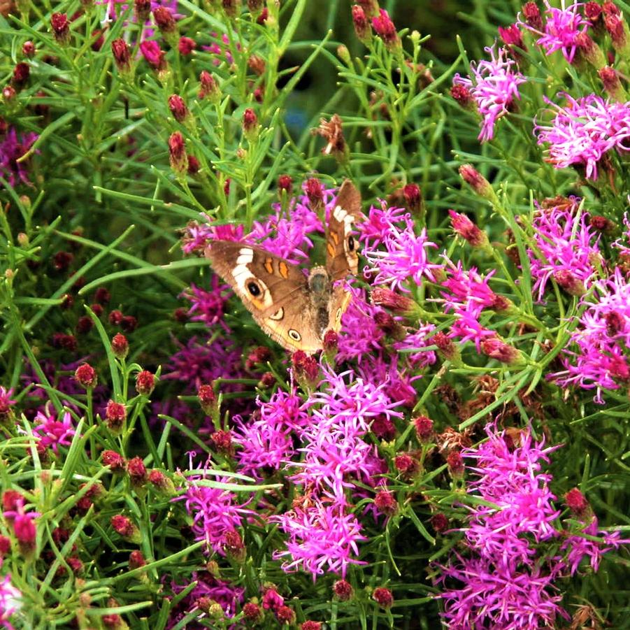Vernonia let. 'Iron Butterfly' Ironweed from Babikow Wholesale Nursery