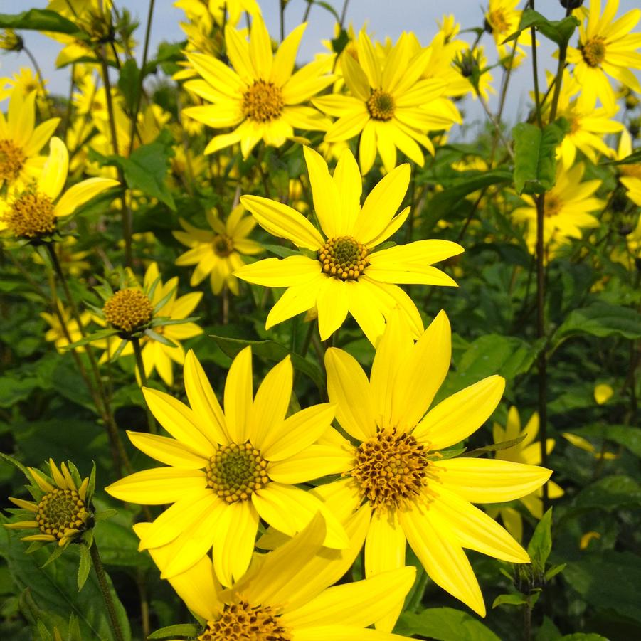 Helianthus 'Lemon Queen' Sunflower from Babikow