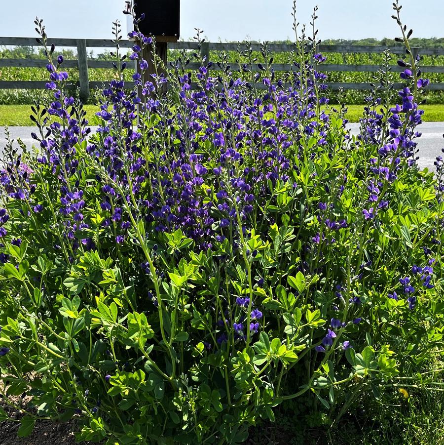 Baptisia australis Blue Wild Indigo from Babikow Wholesale Nursery