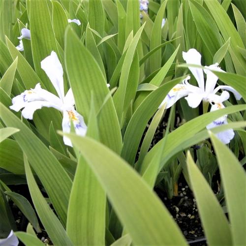 Iris 'Powder Blue Giant' Iris Cristata from Babikow