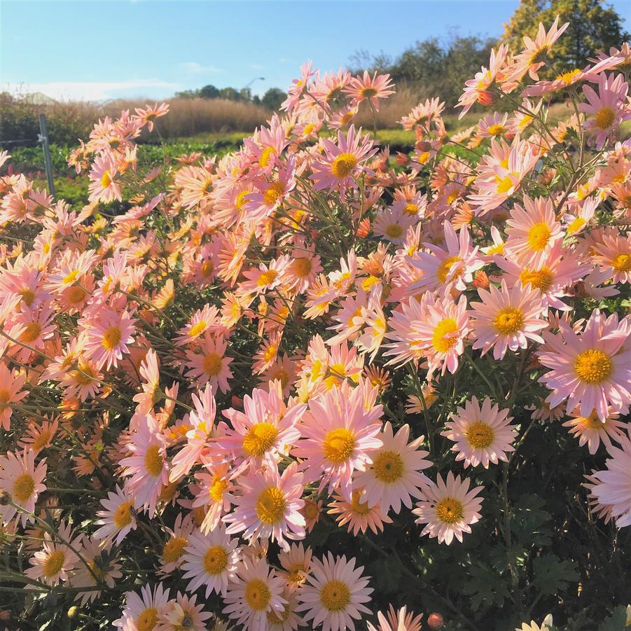 Dendranthema 'Sheffield Pink' Chrysanthemum from Babikow Wholesale Nursery
