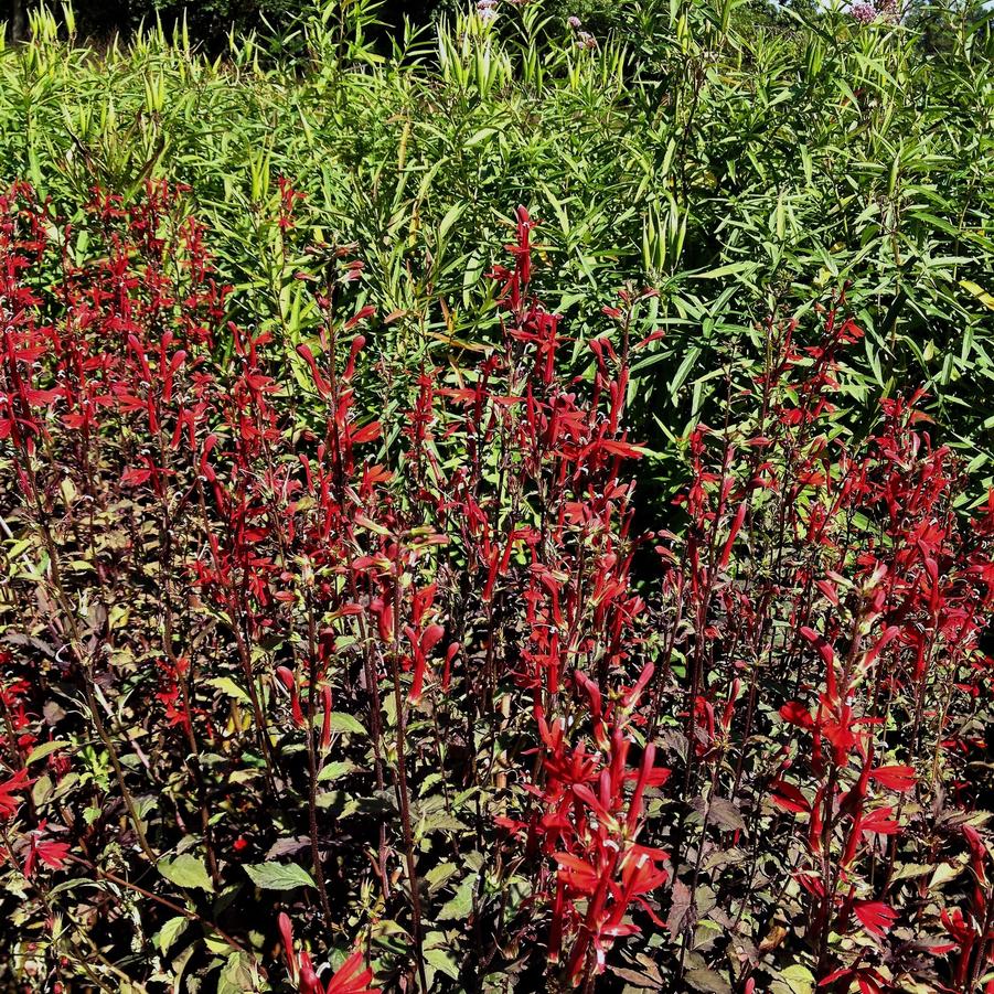 Lobelia car. 'Black Truffle' Cardinal Flower from Babikow Wholesale Nursery