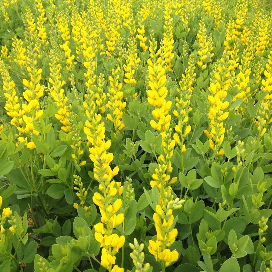 Baptisia sphaerocarpa Yellow Wild Indigo from Babikow Wholesale Nursery