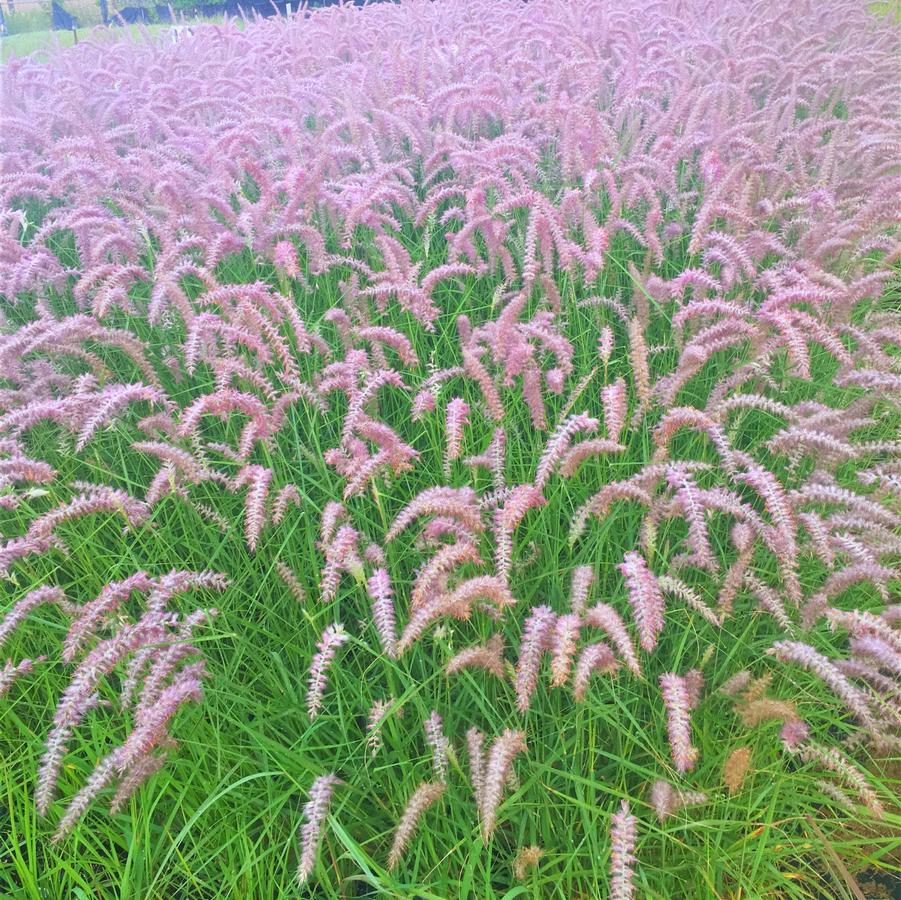 Pennisetum ori. 'Karley Rose' Orientale Fountain Grass from Babikow