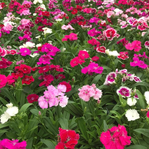 Dianthus 'Ideal Select Mix' Cheddar Pinks from Babikow