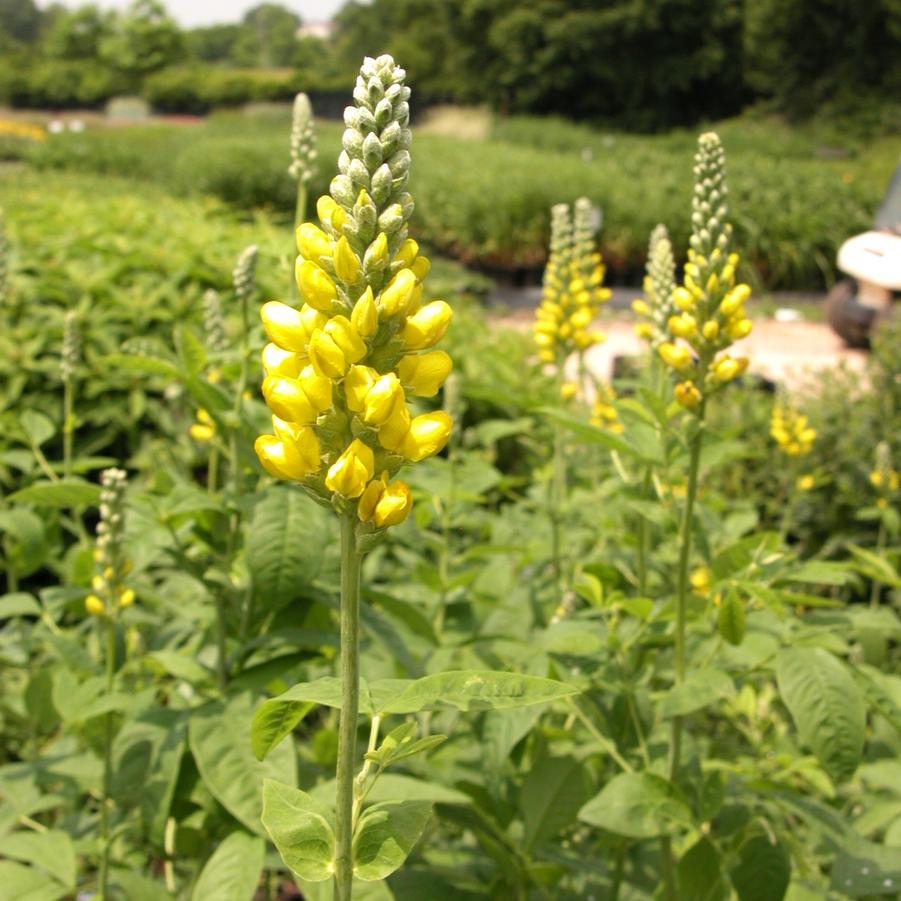Thermopsis caroliniana Carolina Lupine from Babikow