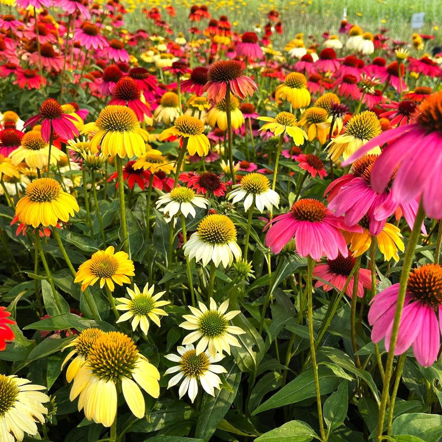 Echinacea 'Cheyenne Spirit' Coneflower from Babikow