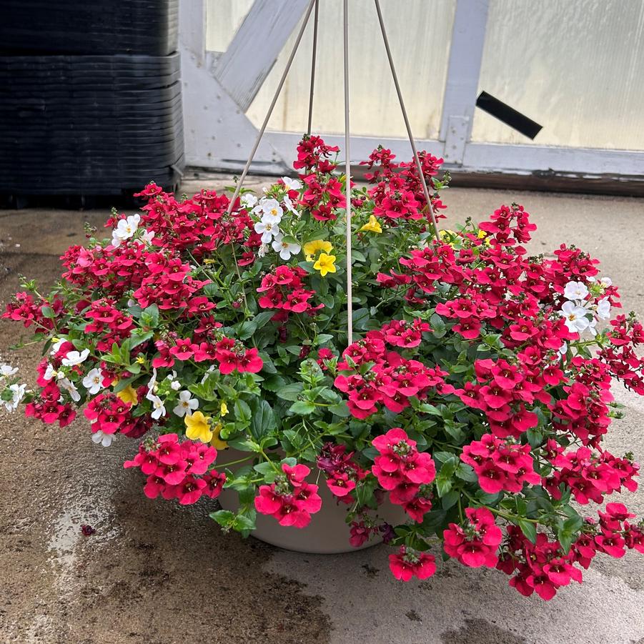 Mixed Annuals Hanging Basket Assorted Combinations from Babikow