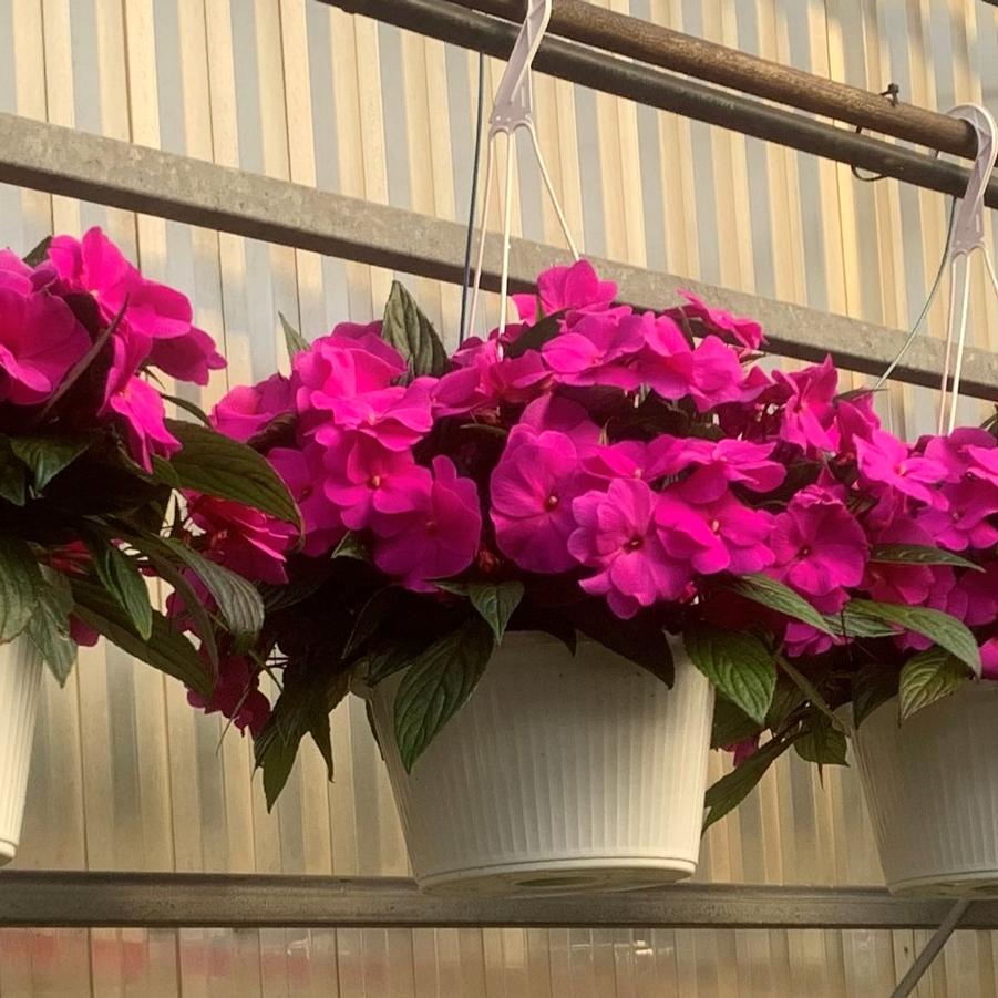 New Guinea Impatiens Hanging Basket from Babikow Wholesale Nursery
