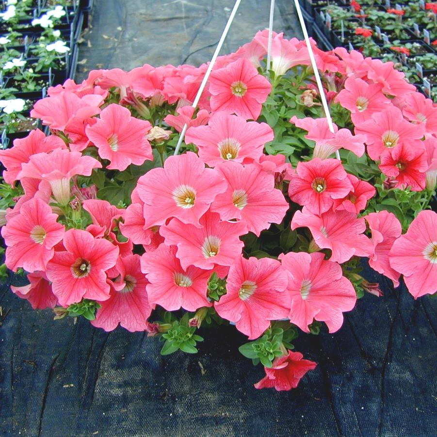 Petunia Hanging Basket from Babikow Wholesale Nursery