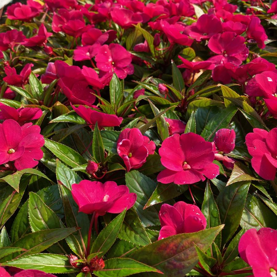 Impatiens New Guinea 'Sonic Deep Purple' from Babikow Wholesale Nursery