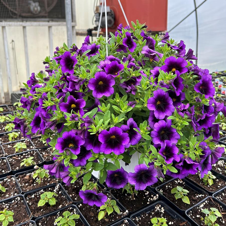 Calibrachoa Hanging Basket from Babikow Wholesale Nursery