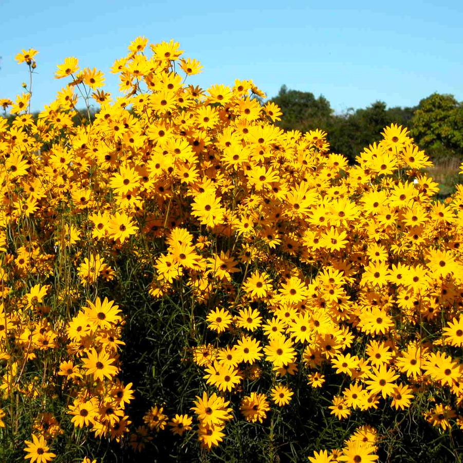 Helianthus ang. 'Gold Lace' Swamp Sunflower from Babikow Wholesale Nursery